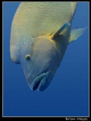 I spotted this Maori Wrasse, head down, being cleaned. Th... by Brian Mayes 